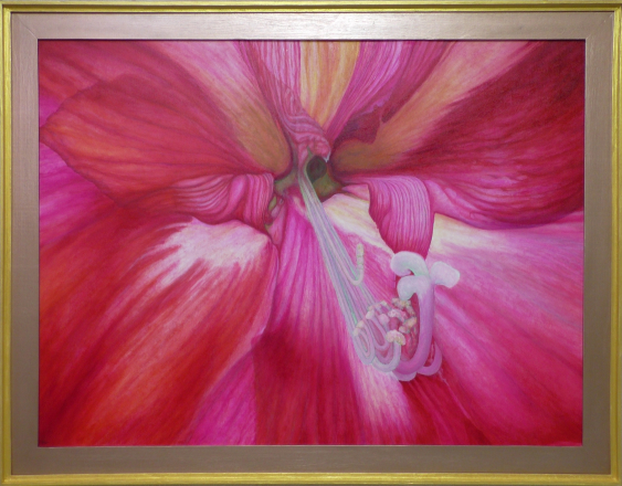 amaryllis